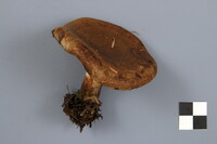 Paxillus involutus image